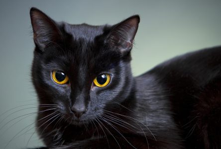 National Black Cat Appreciation Day