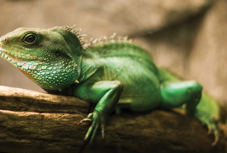 World Lizard Day