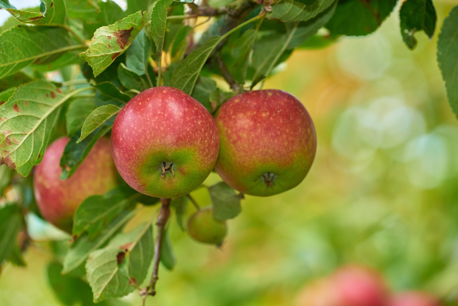 National Apple Day