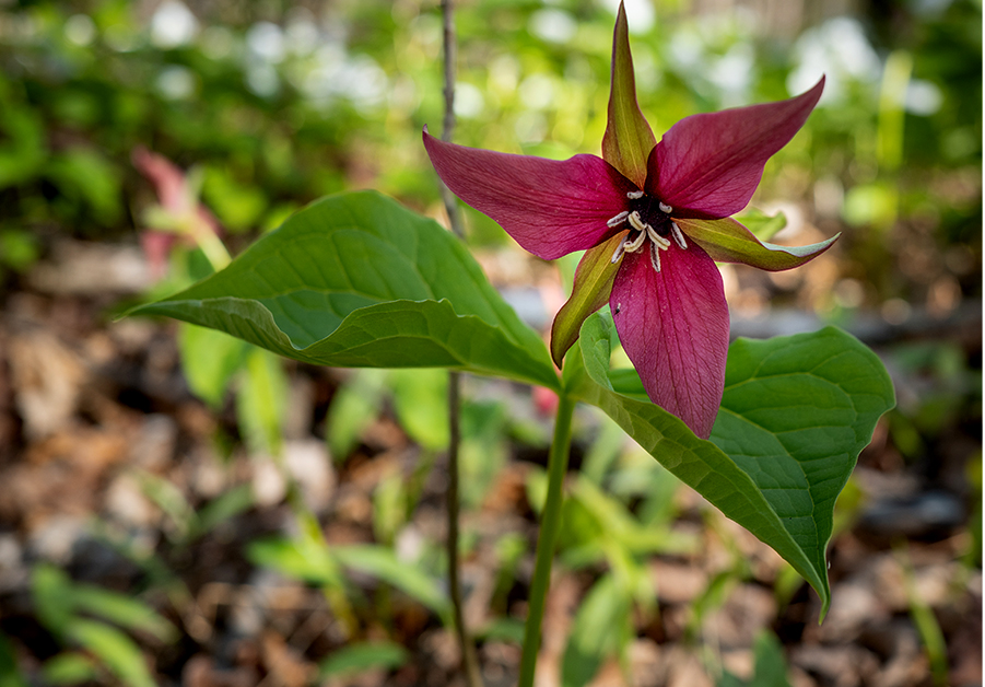 See the trilliums at Summerstown Trails