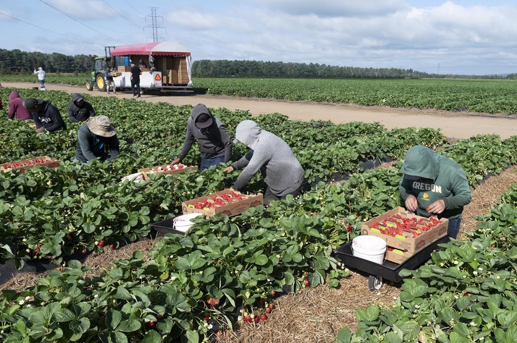 Ontario to change how it compensates injured migrant agricultural workers