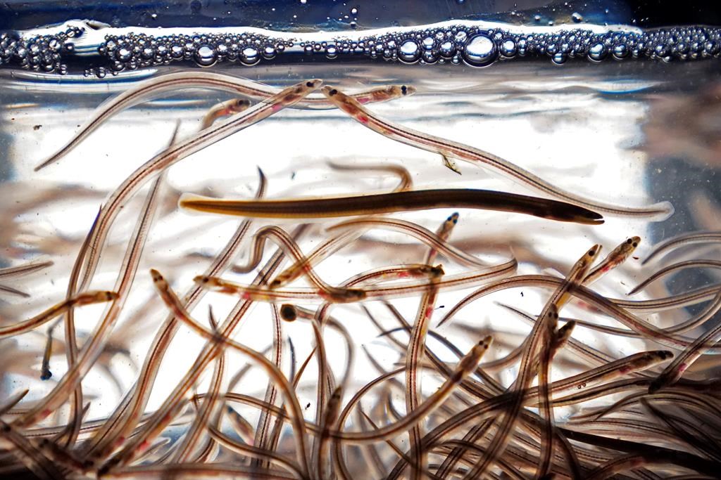 Officials seize around $500,000 worth of elvers from Toronto’s Pearson airport