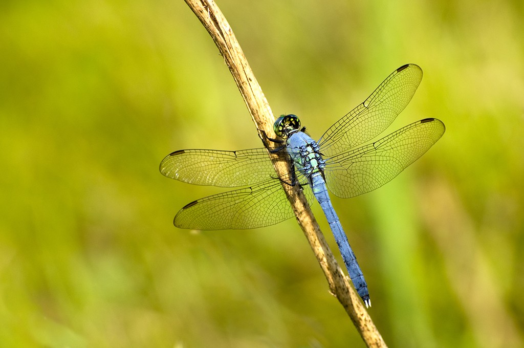 National Dragonfly Day
