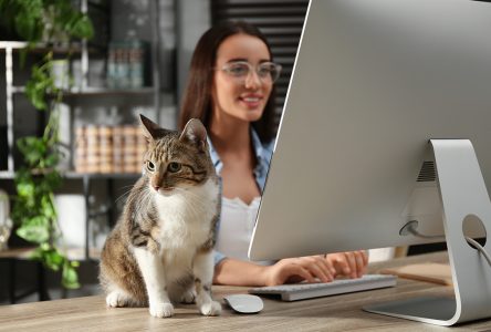 National Take Your Cat to Work Day
