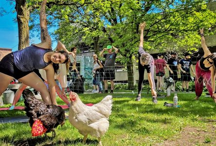 Paws and Applause for Pet Fest