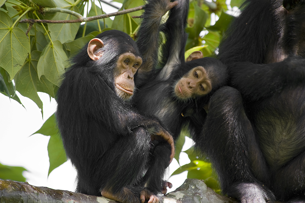 World Chimpanzee Day