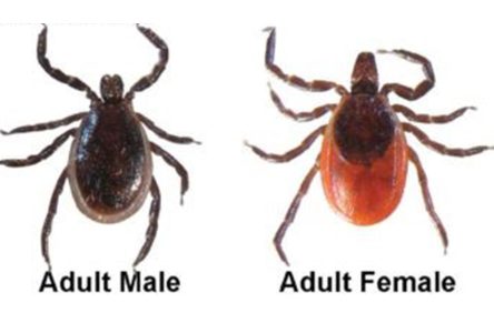 Prevent Tick-Borne Diseases Such as Lyme Disease and Powassan Virus by Taking Protective Measures