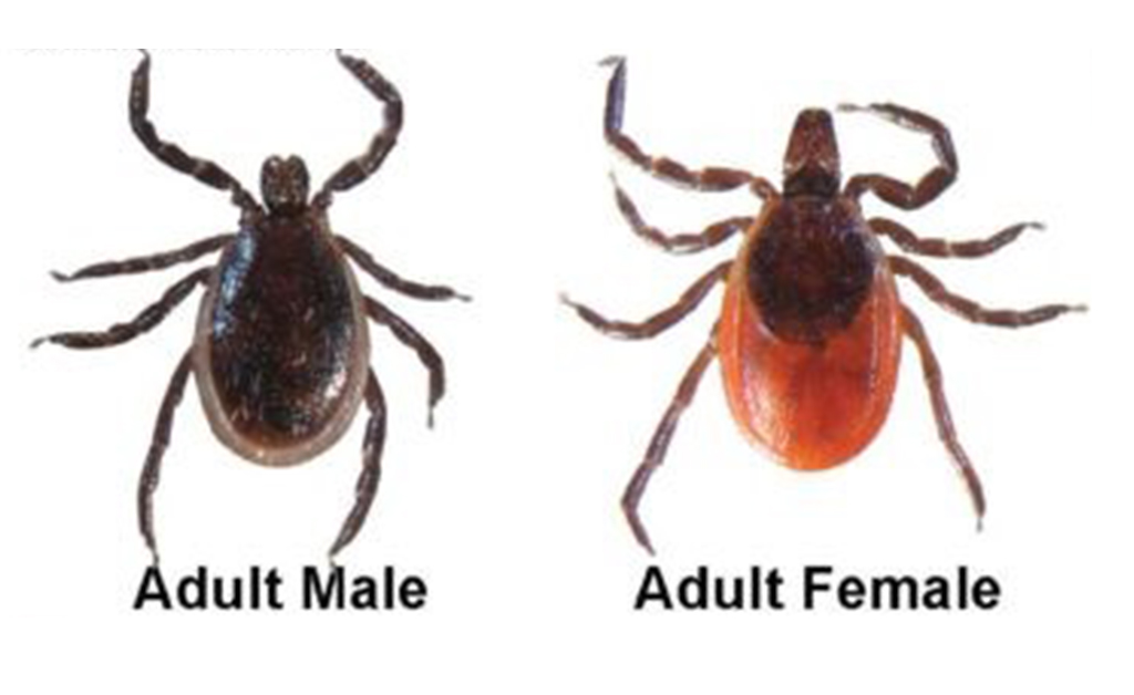 Prevent Tick-Borne Diseases Such as Lyme Disease and Powassan Virus by Taking Protective Measures