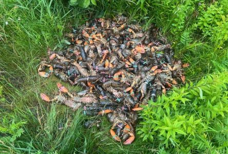 Large amount of lobster dumped along highway east of North Bay, Ont.: police