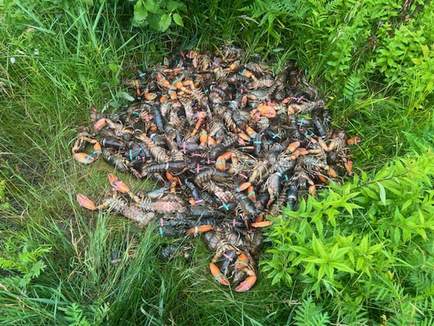 Large amount of lobster dumped along highway east of North Bay, Ont.: police