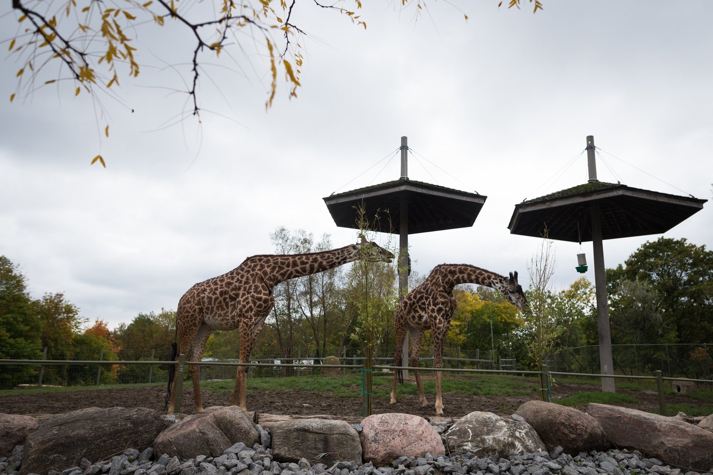 Two-year-old giraffe dies at Toronto Zoo while under general anesthesia