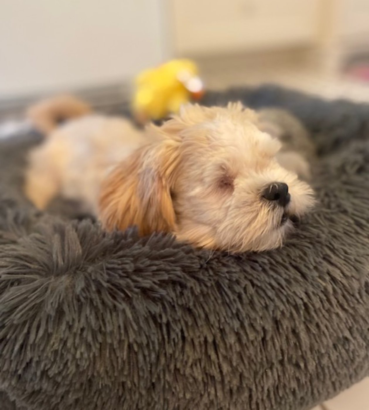 Blind dog found in Kitchener, Ont., receives care and gets a new home