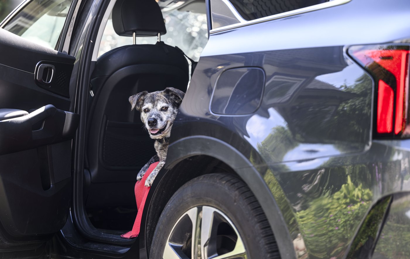 U.S. eases border rules for dogs from Canada as Liberals try to secure exemption