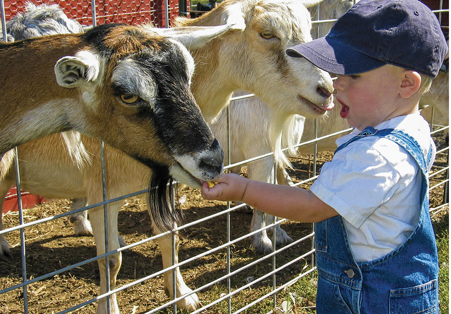 Avonmore Fair returns July 19-21