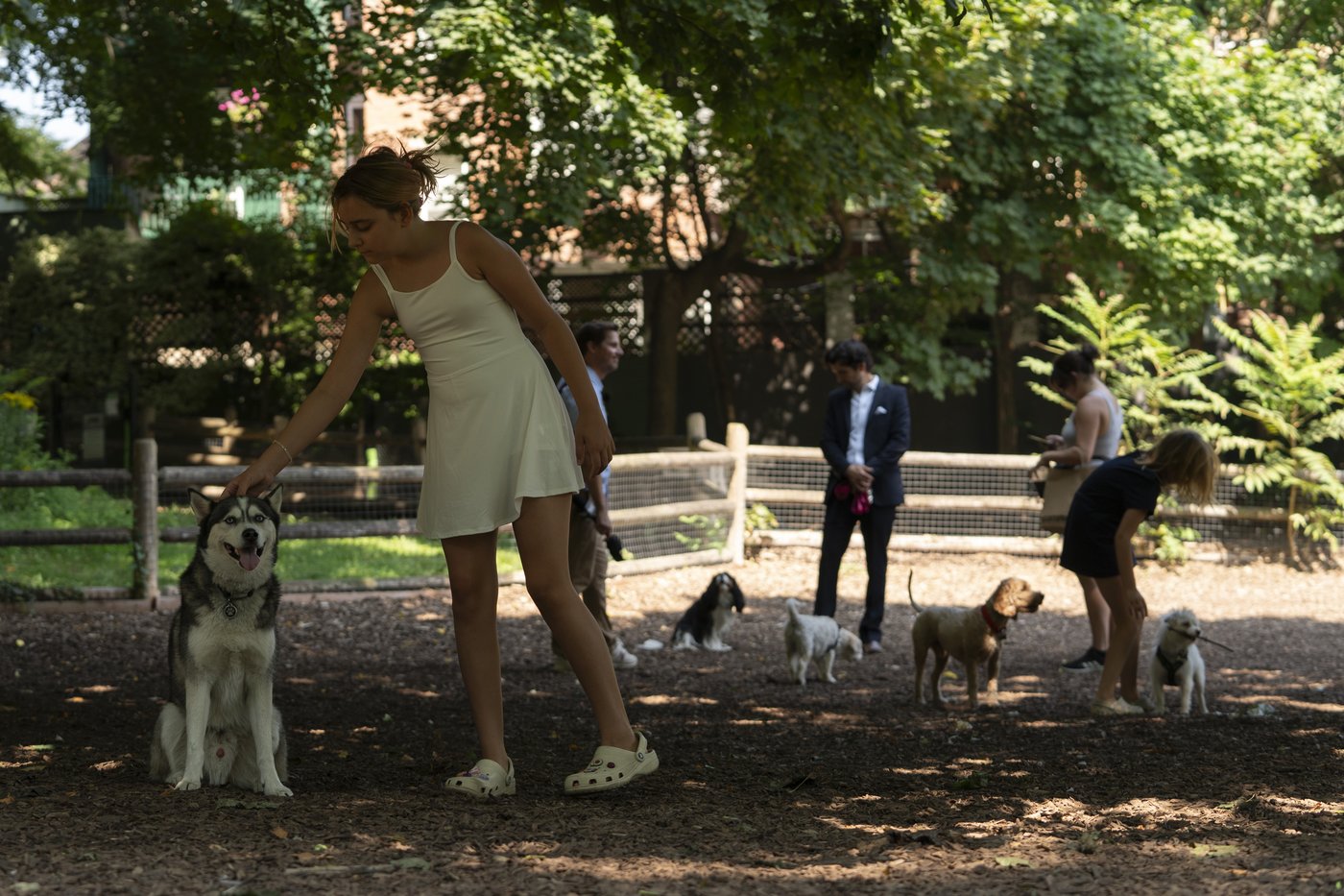 Ban on commercial dog walkers at Toronto park spotlights use of off-leash dog areas