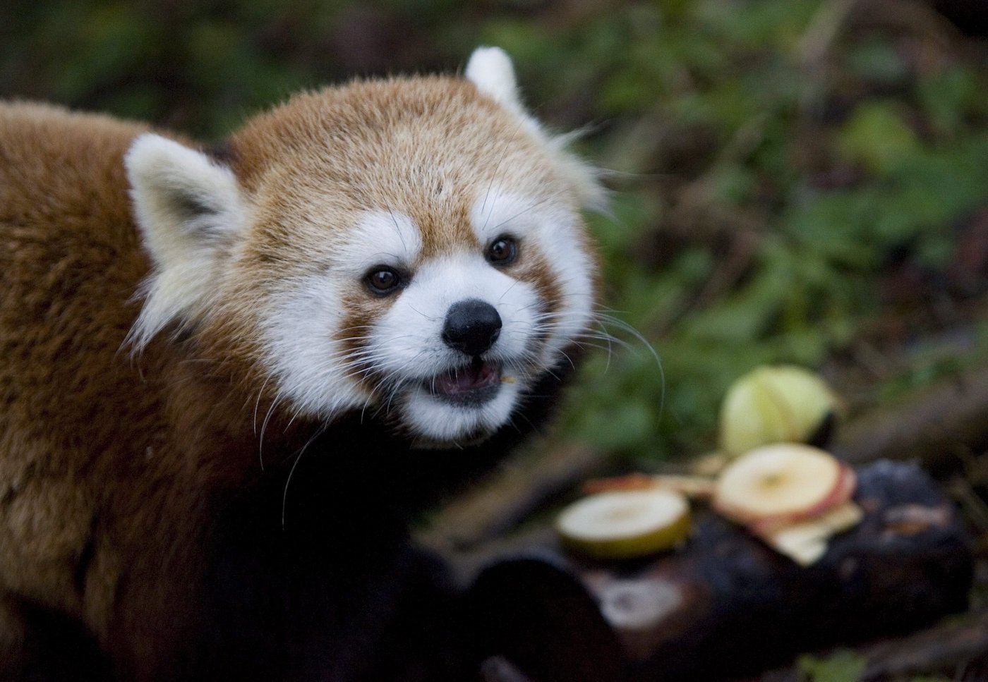 Geriatric red panda dies at Toronto Zoo months after giving birth to cubs