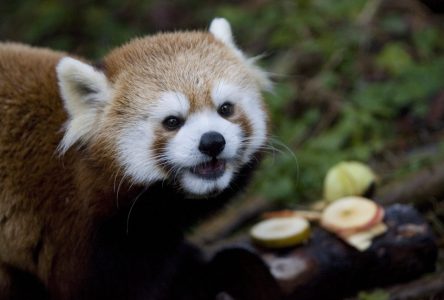 Red panda cub dies at Toronto Zoo, highlighting species fragility