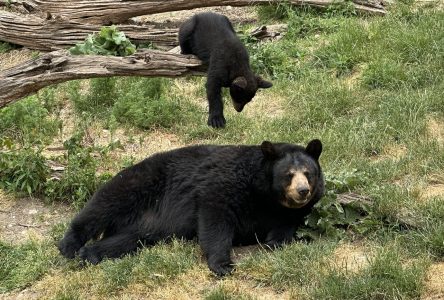 Marineland ordered to pay $85k after 3 bears kept in cramped quarters for months