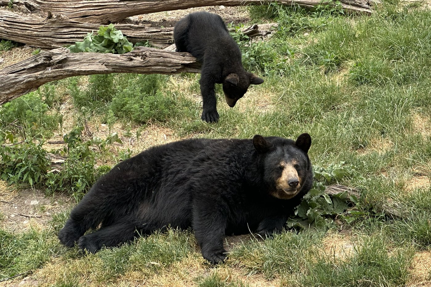 Marineland ordered to pay $85k after 3 bears kept in cramped quarters for months