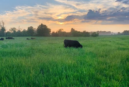 Les agriculteurs sont invités à la tournée au crépuscule Agri-Action sur l’intendance des terres