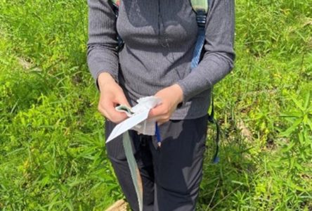 Ontario Phragmites Action program celebrates success in supporting local projects for collaborative actions in Eastern Ontario