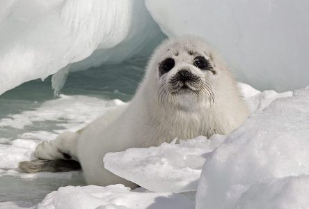 As Europe reviews its rules on seal products, Canada calls for easing of restrictions