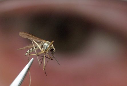 Toronto reports first probable human case of West Nile virus this year