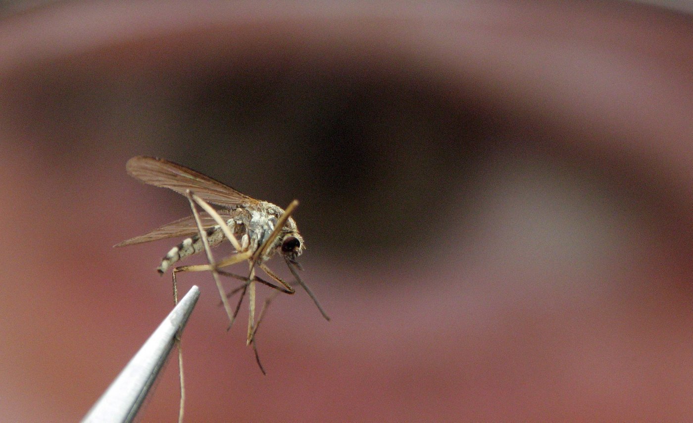 Toronto reports first probable human case of West Nile virus this year