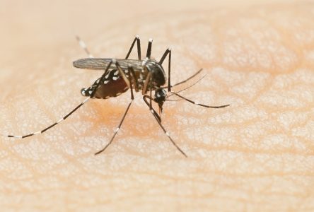 Presence of West Nile Virus Found in Mosquitoes in Our Area