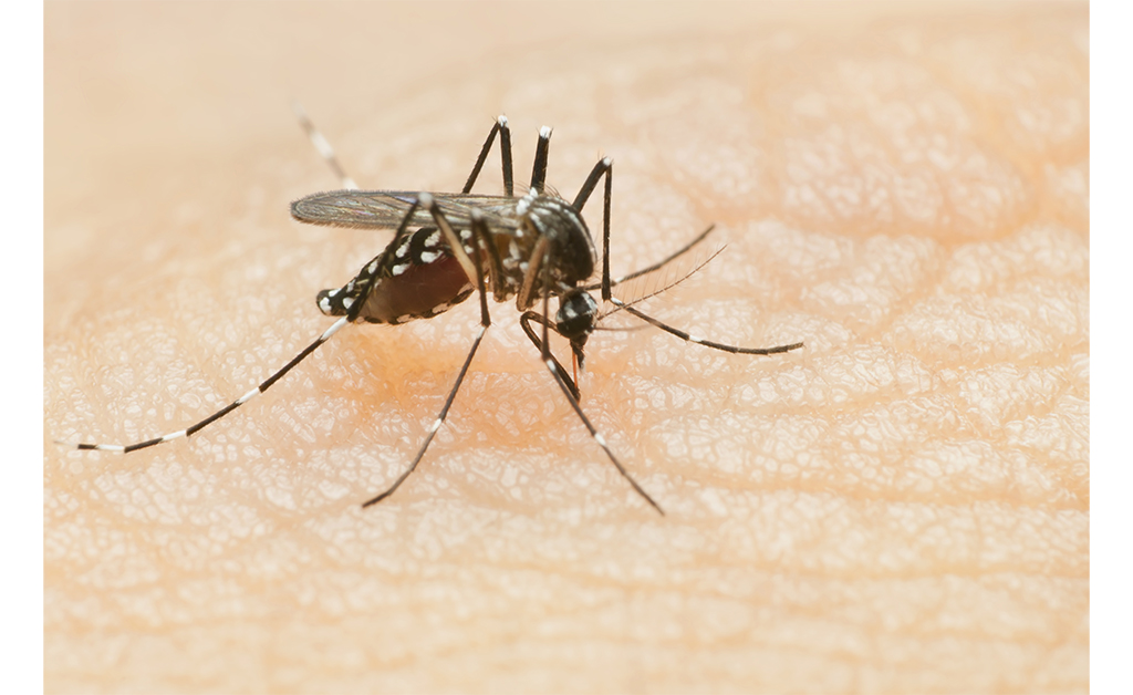 Presence of West Nile Virus Found in Mosquitoes in Our Area