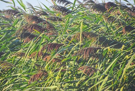 More funds to fight invasive phragmites