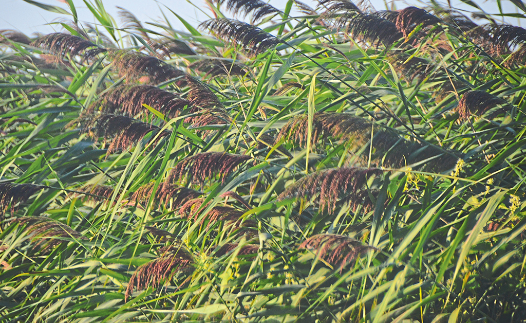 More funds to fight invasive phragmites