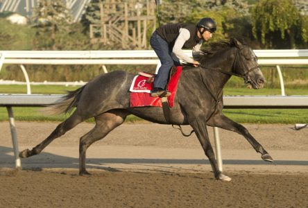 My Boy Prince to race against older horses in $1-million Woodbine Mile