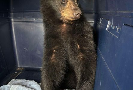 Bear cub driven by two men from northern Ontario to Windsor, fed Taco Bell