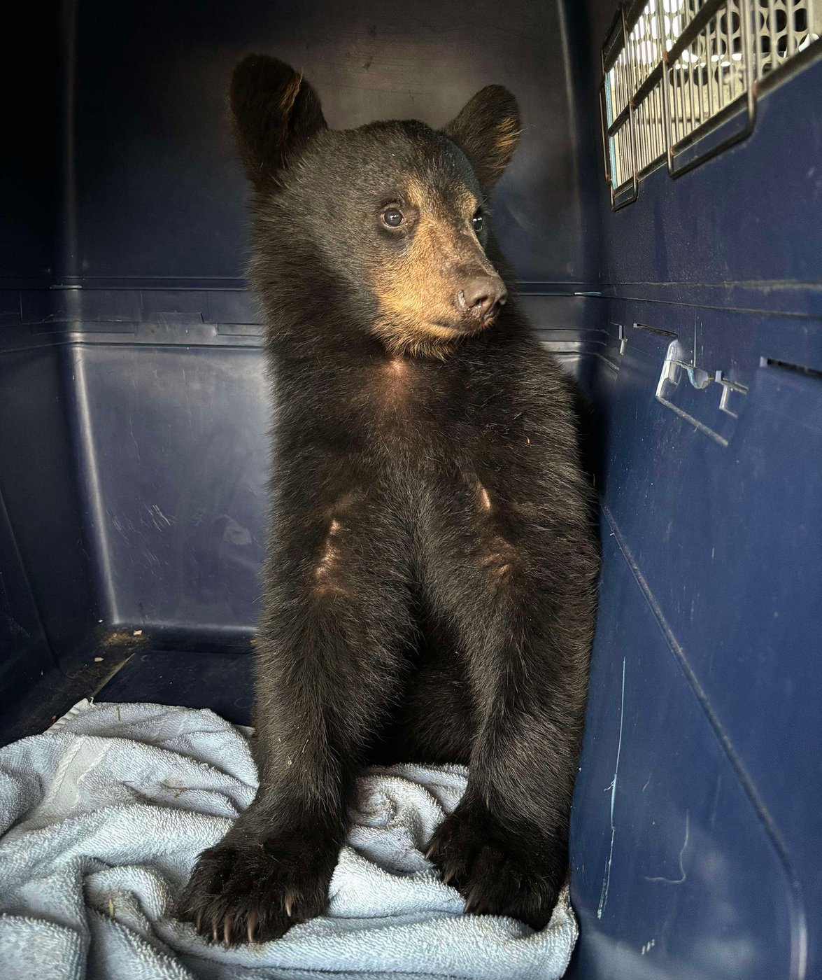 Bear cub driven by two men from northern Ontario to Windsor, fed Taco Bell