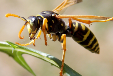 Wasps: What to do