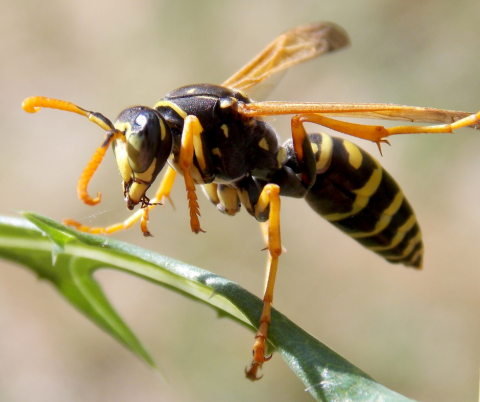 Wasps: What to do