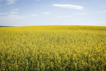 China retaliates over EV tariffs with anti-dumping probe into Canadian canola imports