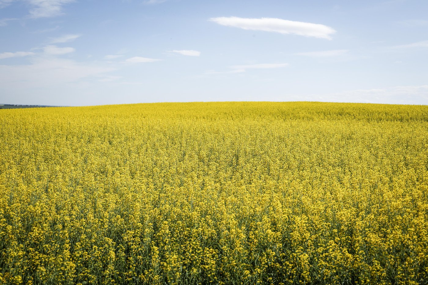 China retaliates over EV tariffs with anti-dumping probe into Canadian canola imports