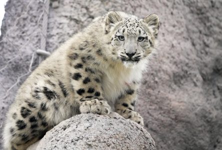 Torontonians get first chance to meet snow leopard cubs Zoya and Minu this weekend