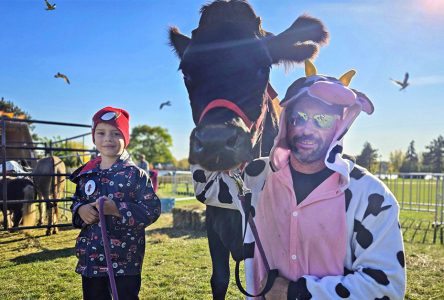 Cow Walks and Petting Zoo Take Over Lamoureux Park