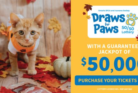 Win big and help animals in need with the Ontario SPCA’s Draws for Paws 50/50 Lottery