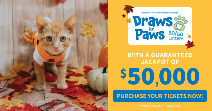 Win big and help animals in need with the Ontario SPCA’s Draws for Paws 50/50 Lottery