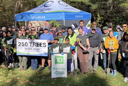 250 Trees Planted at Gray’s Creek