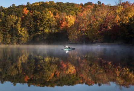 Warmer than normal temperatures lead to duller fall colours in Ontario