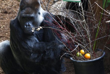 Toronto Zoo says its beloved and iconic silverback gorilla has died