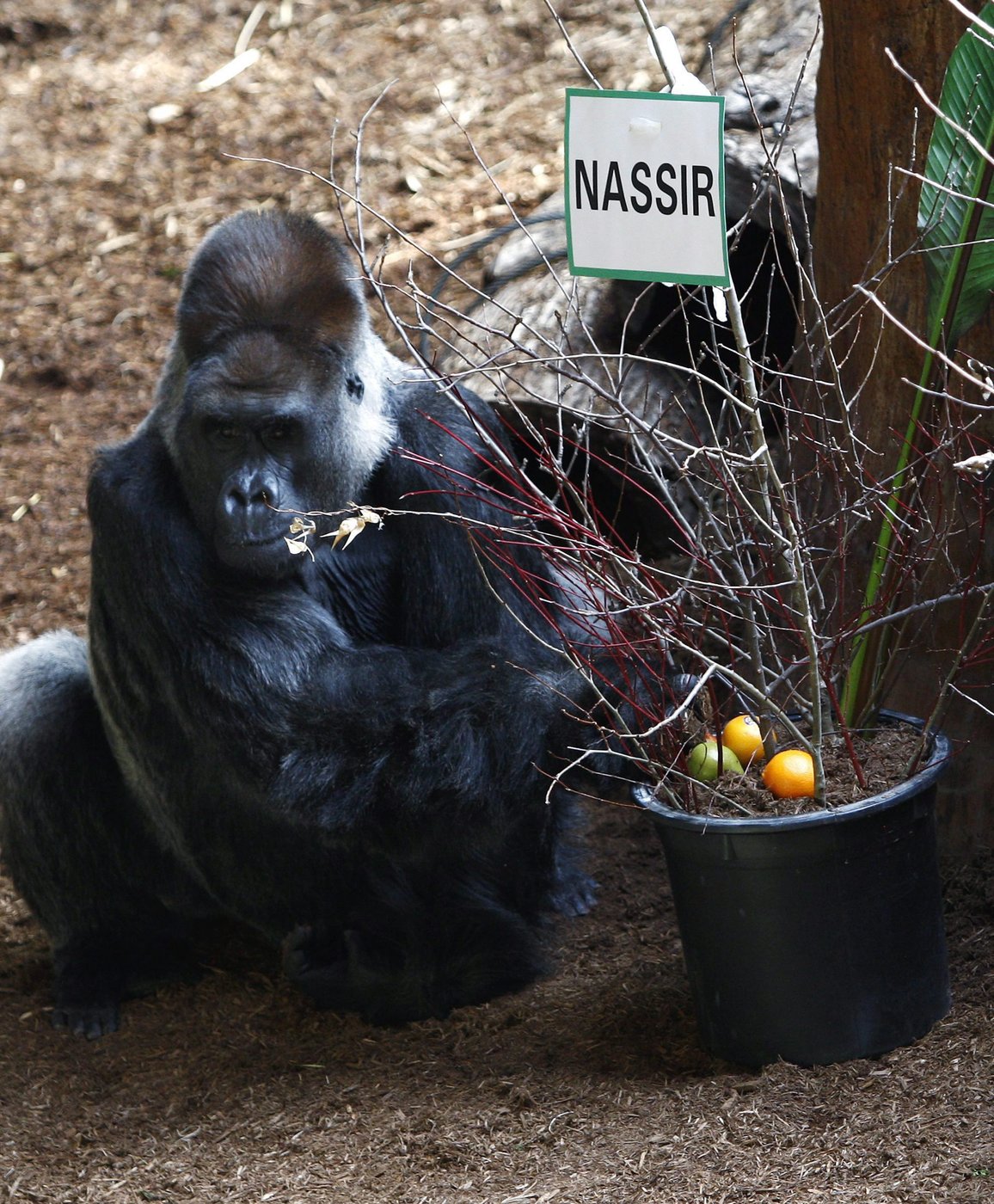 Toronto Zoo says its beloved and iconic silverback gorilla has died