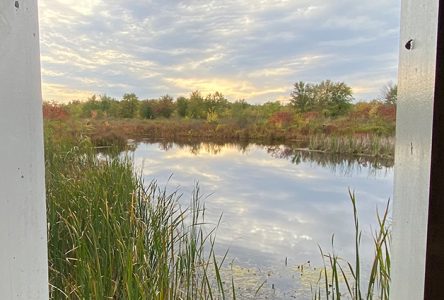 Experience Fall Colours at RRCA’s Three Conservation Areas