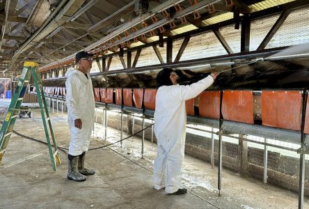 Build vaccine stockpile, use wastewater testing for H5N1 bird flu, experts urge