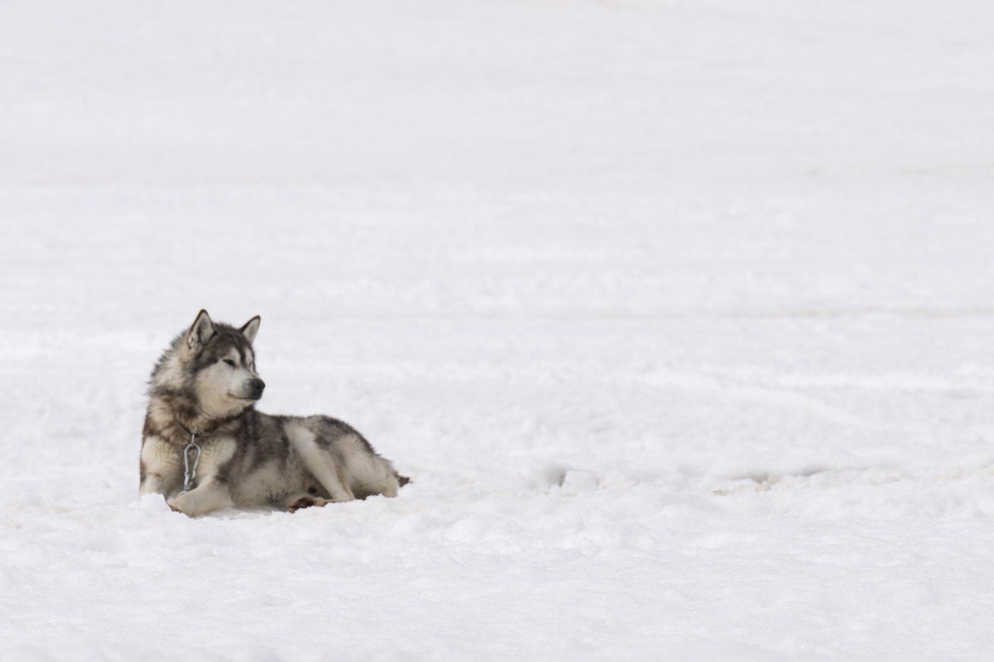 Federal government to apologize for Nunavik dog slaughter